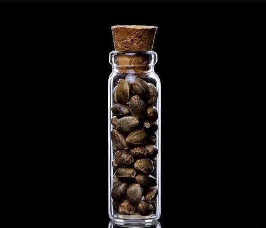 Cherry Chocolate Chip Feminized CBD Hemp Seeds The Botanical Joint