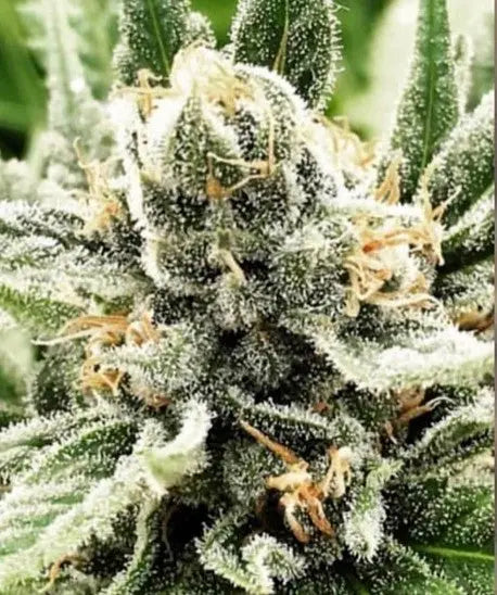 Cherry Chocolate Chip Feminized CBD Hemp Seeds The Botanical Joint