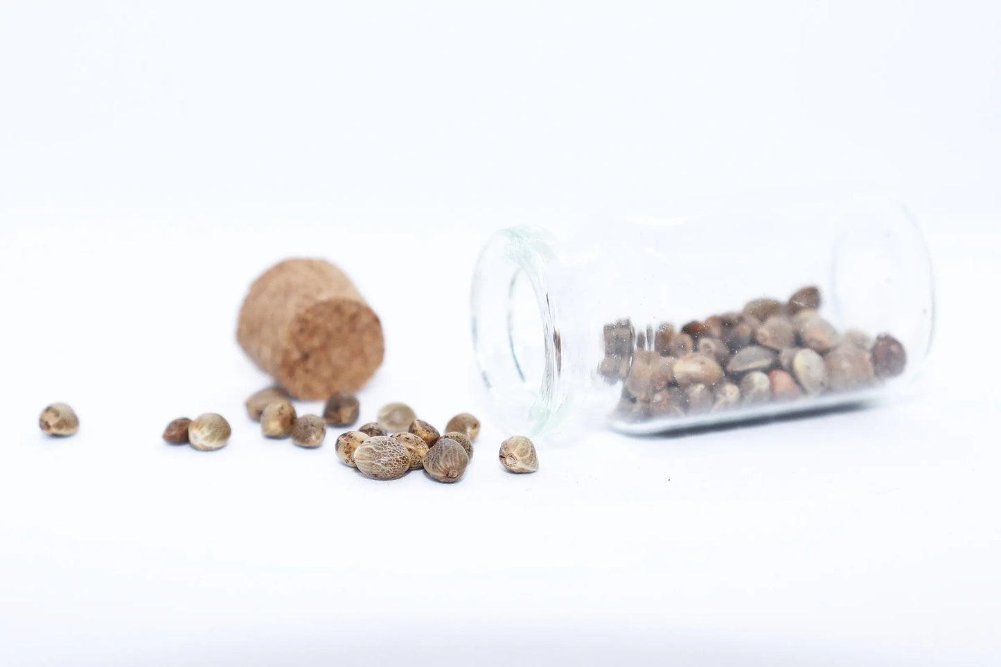 Cherry Chocolate Chip Feminized CBD Hemp Seeds The Botanical Joint