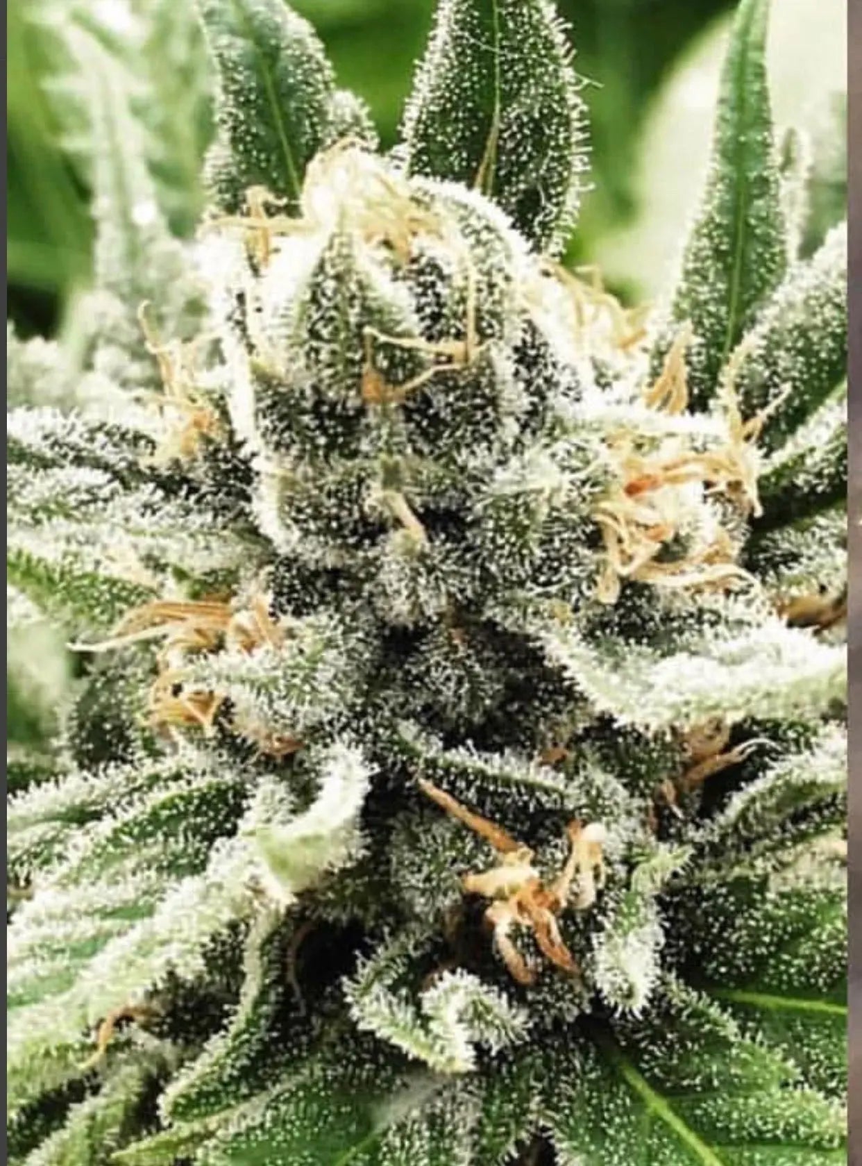 Cherry Wine Feminized Hemp Pollen The Botanical Joint