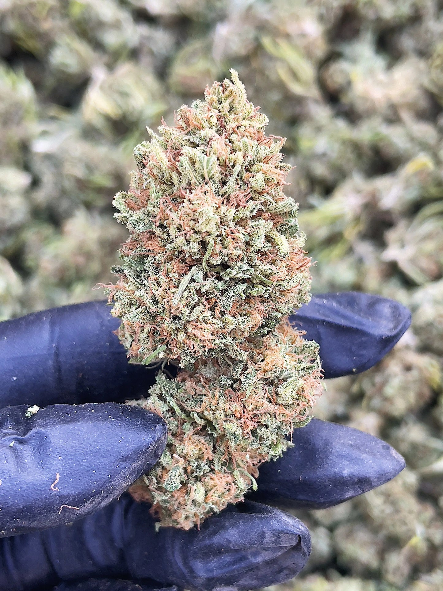 FRIDA 15.65% CBD Hemp Coalition Worldwide