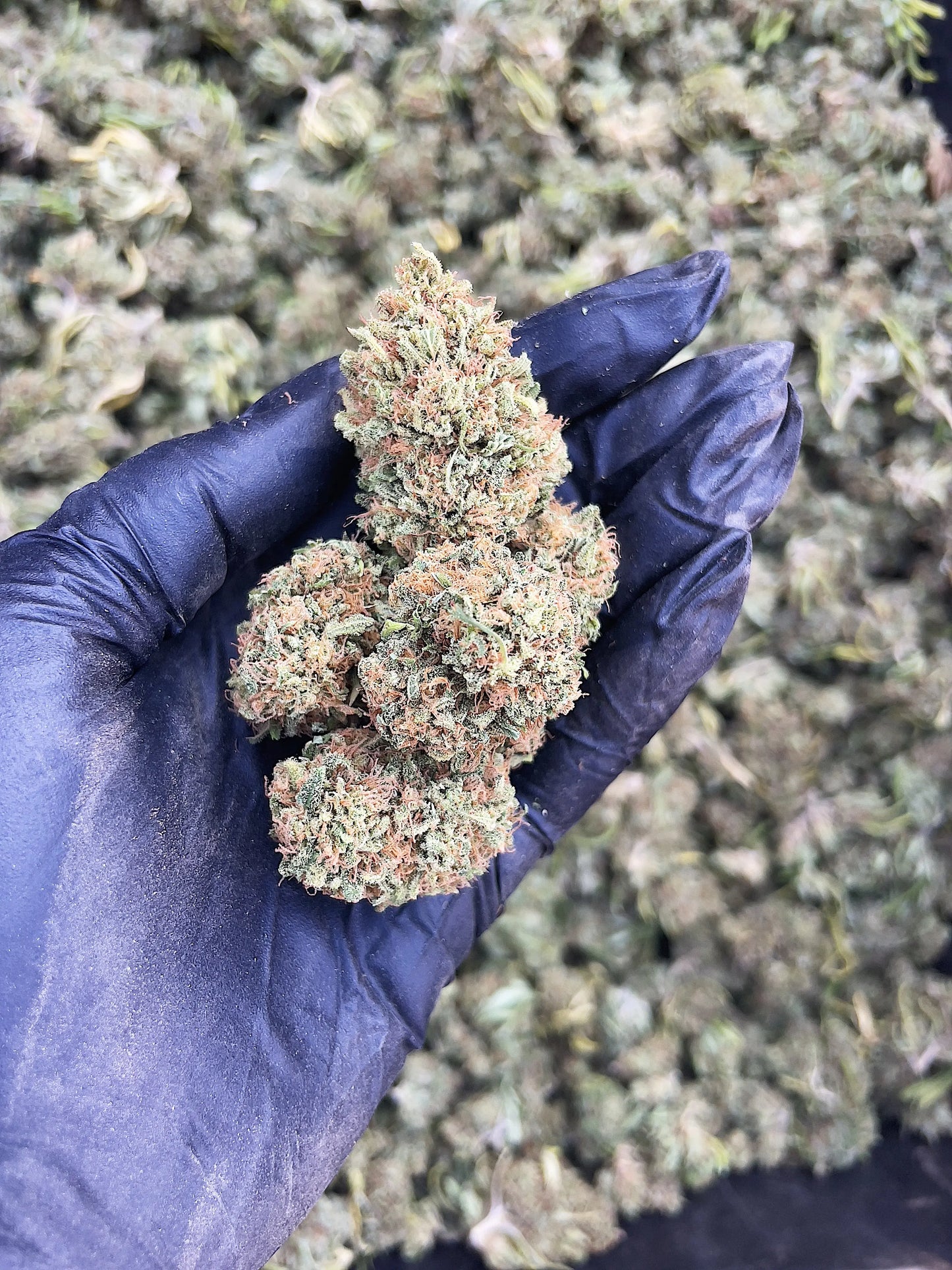 FRIDA 15.65% CBD Hemp Coalition Worldwide