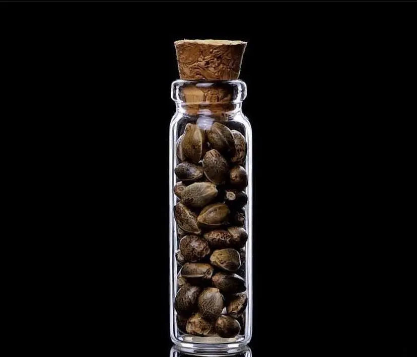 Frida Feminized CBD Hemp Seeds The Botanical Joint