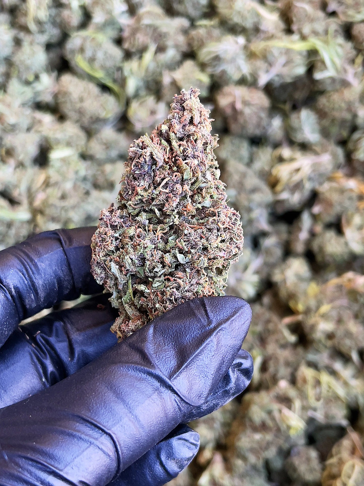 Frosted Grapes 15.91% CBD Hemp Coalition Worldwide