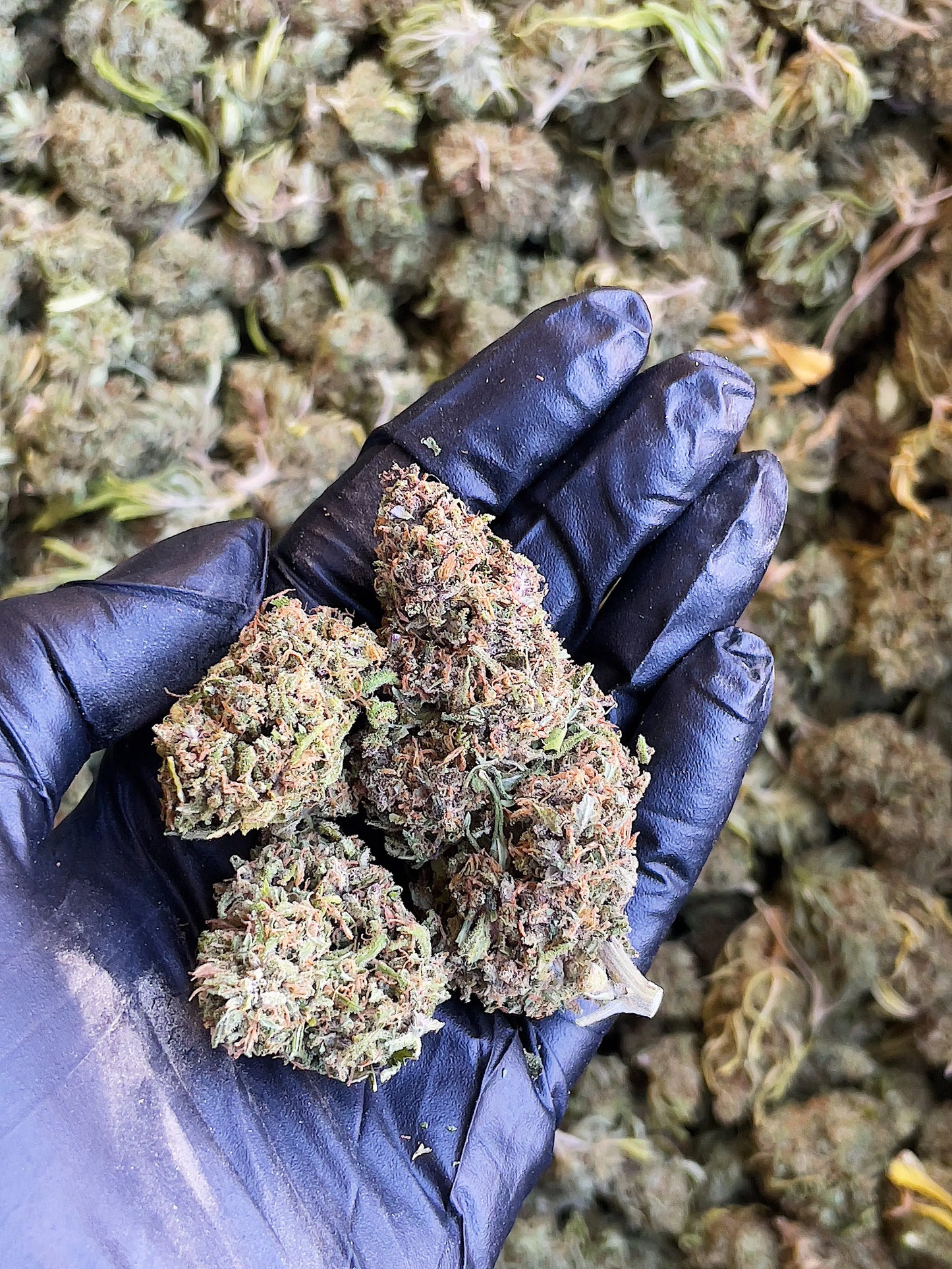 Frosted Grapes 15.91% CBD Hemp Coalition Worldwide