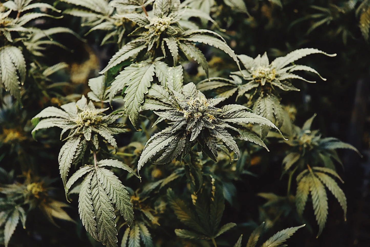 Orange Glaze Feminized CBD Hemp Seeds The Botanical Joint