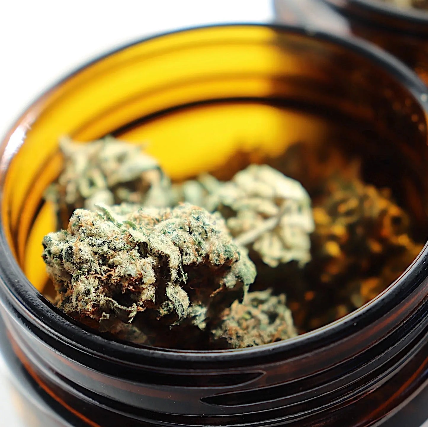 Orange Glaze Feminized CBD Hemp Seeds The Botanical Joint