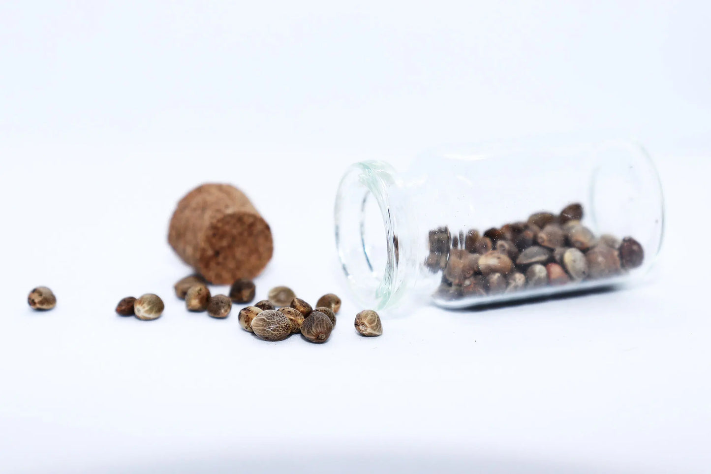 Otto II Non-Feminized Hemp CBD Seeds The Botanical Joint