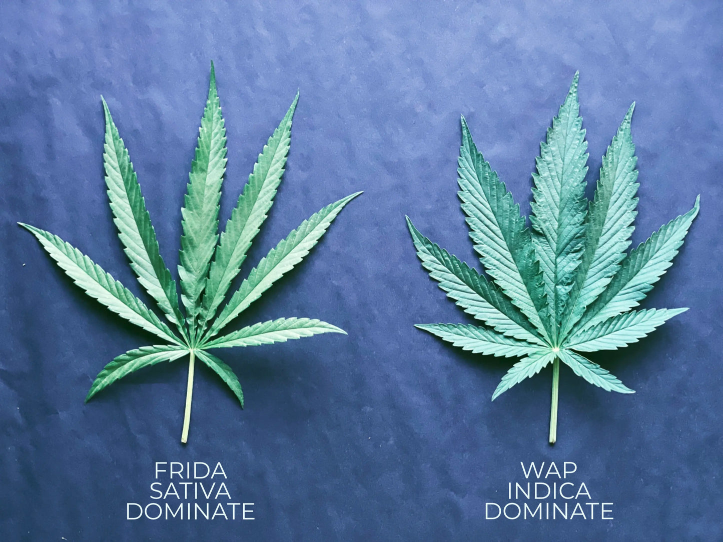 PRESSED HEMP LEAVES The Botanical Joint