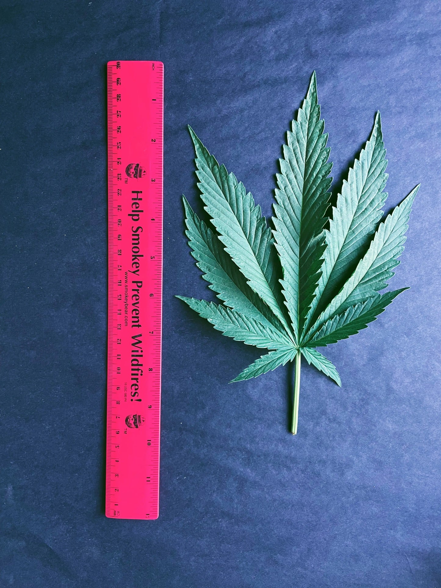 PRESSED HEMP LEAVES The Botanical Joint