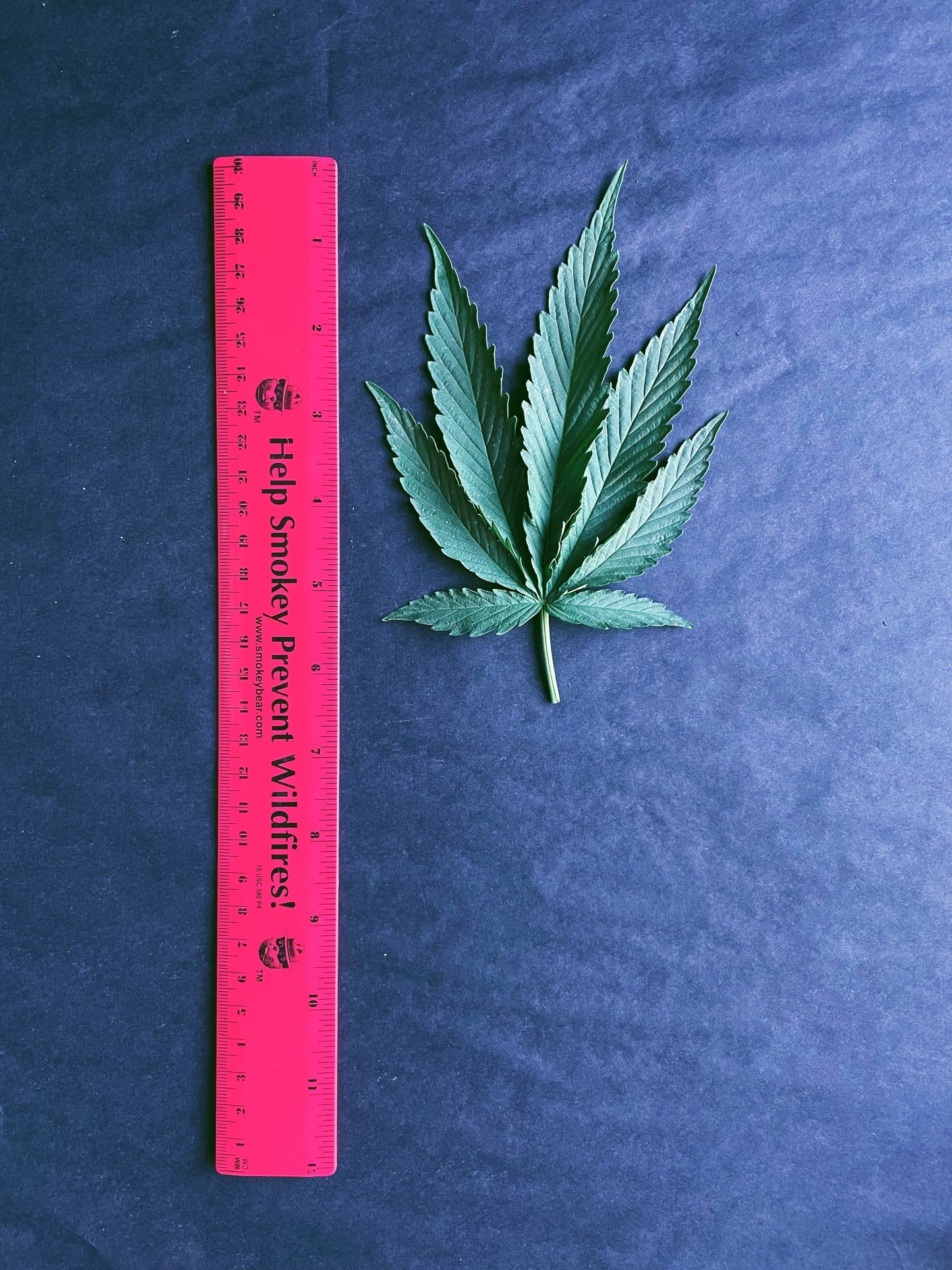 PRESSED HEMP LEAVES The Botanical Joint