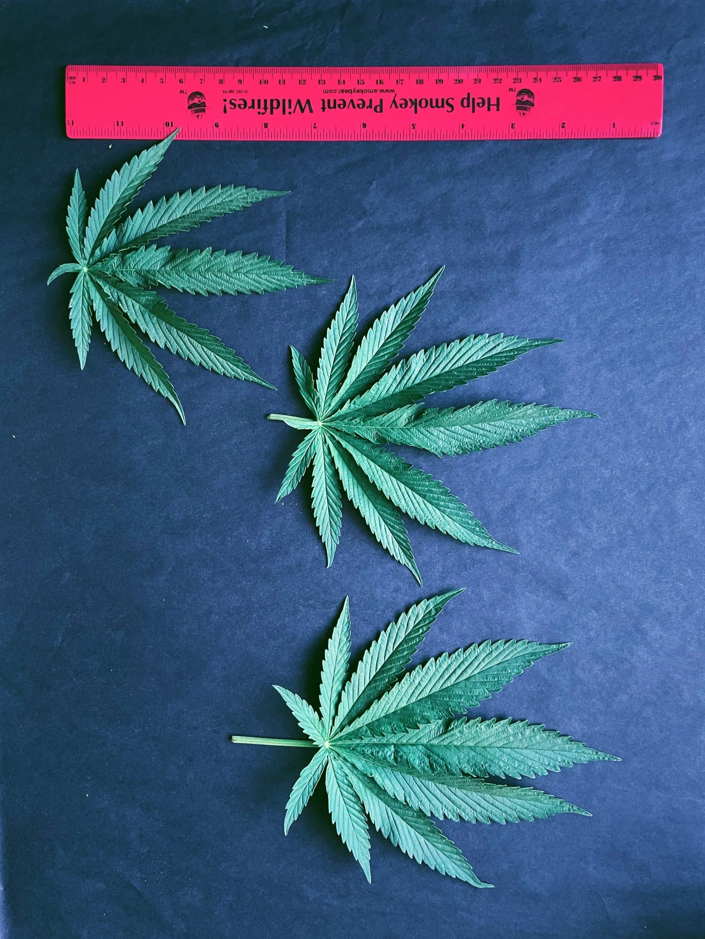 PRESSED HEMP LEAVES The Botanical Joint