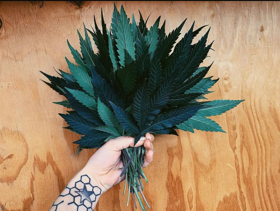 PRESSED HEMP LEAVES The Botanical Joint