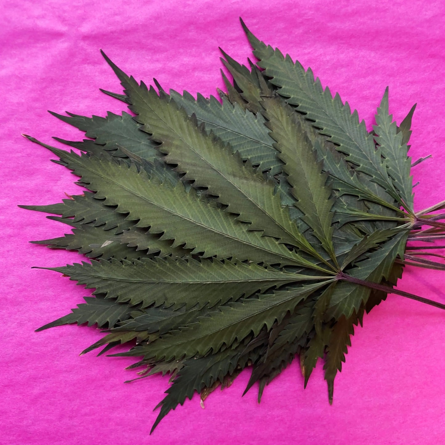 PRESSED HEMP LEAVES The Botanical Joint