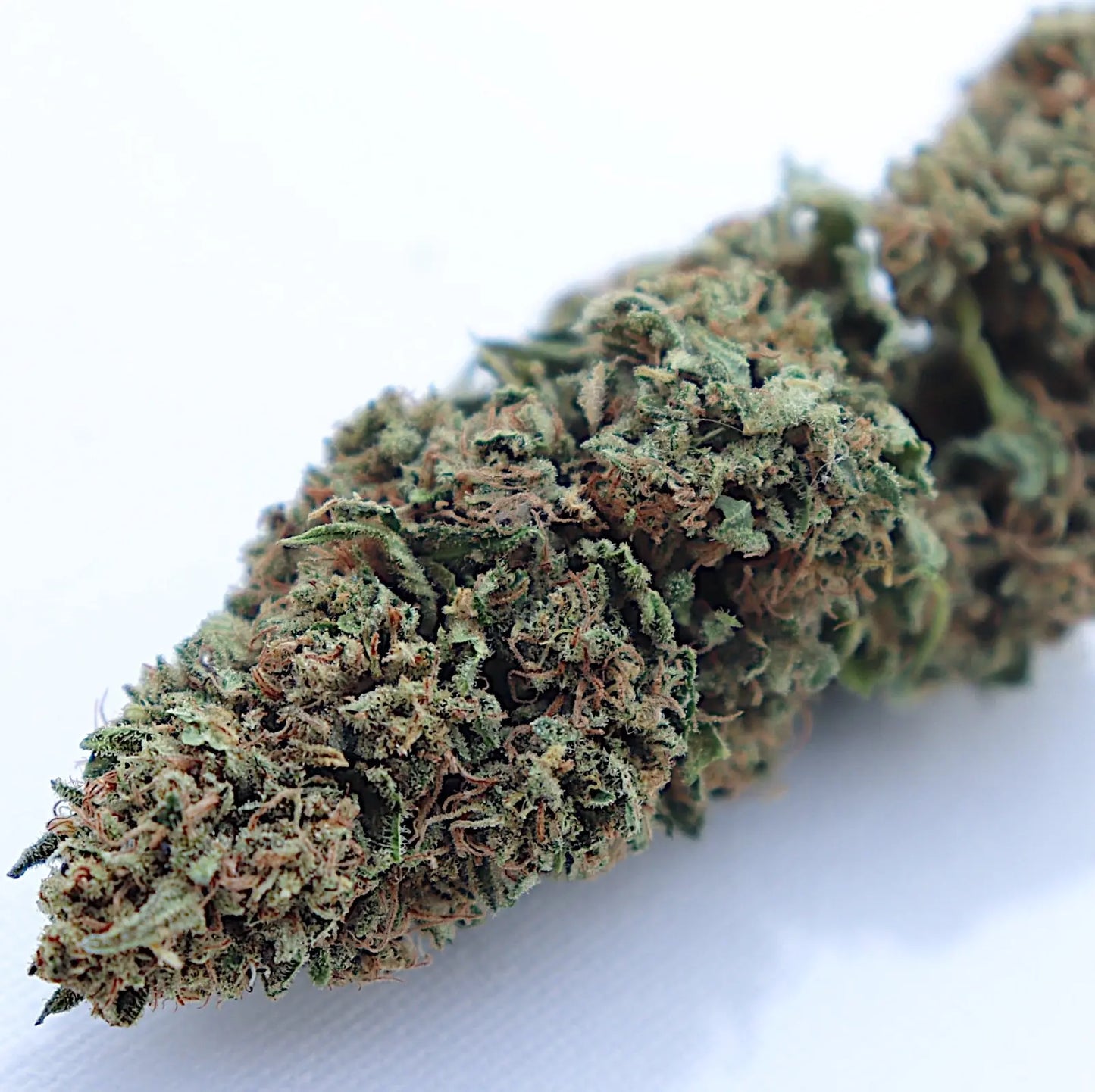Ranchera Tingz Feminized CBD Hemp Seeds The Botanical Joint