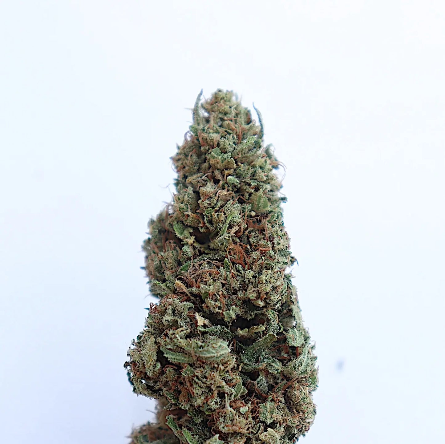 Ranchera Tingz Feminized CBD Hemp Seeds The Botanical Joint
