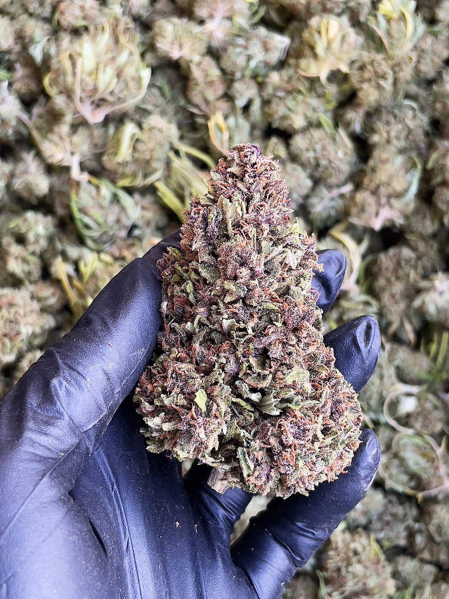 Shaolin Gleaux 15.18% CBD Hemp Coalition Worldwide
