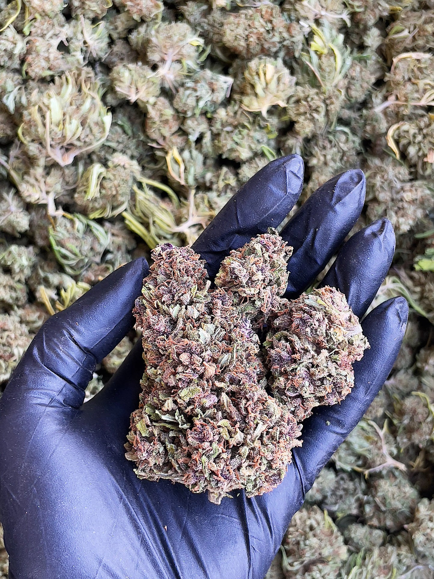 Shaolin Gleaux 15.18% CBD Hemp Coalition Worldwide