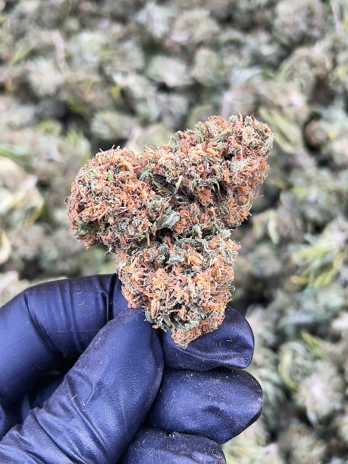 WAP 15.52% CBD Hemp Coalition Worldwide