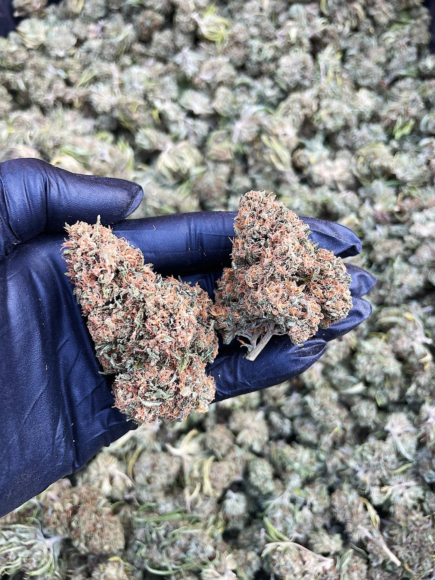 WAP 15.52% CBD Hemp Coalition Worldwide