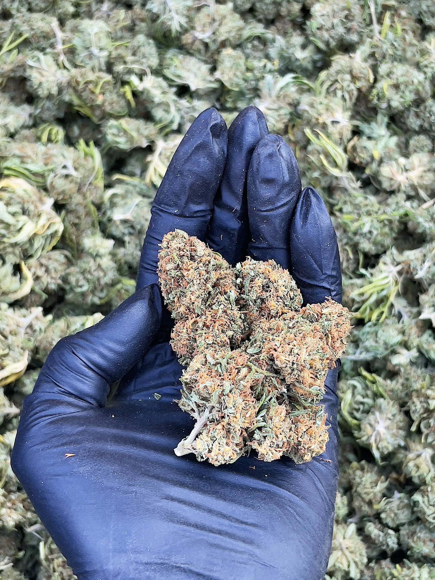 WAP 15.52% CBD Hemp Coalition Worldwide