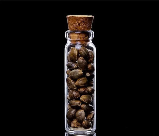 WAP Strain CBD Feminized Hemp Seeds - 13.45%CBD, 2.63% Terpenes(Orange & Magnolia), Indica-Chill The Botanical Joint