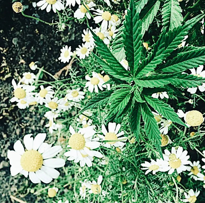 Chamomile + Companion Planting Ranchera Familia