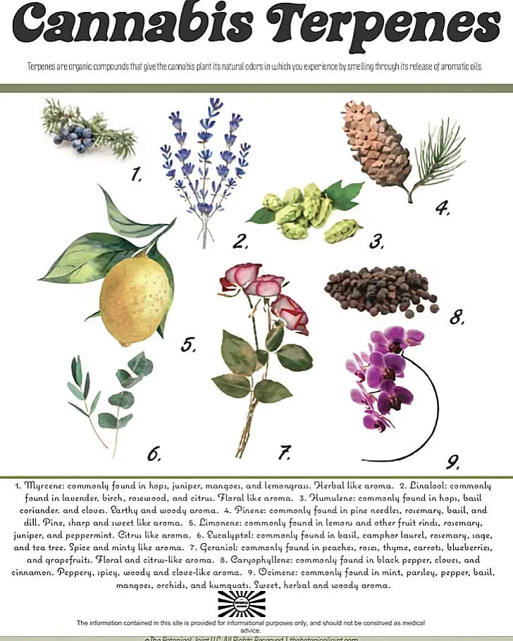 Common Terpenes Found Within Hemp Ranchera Familia