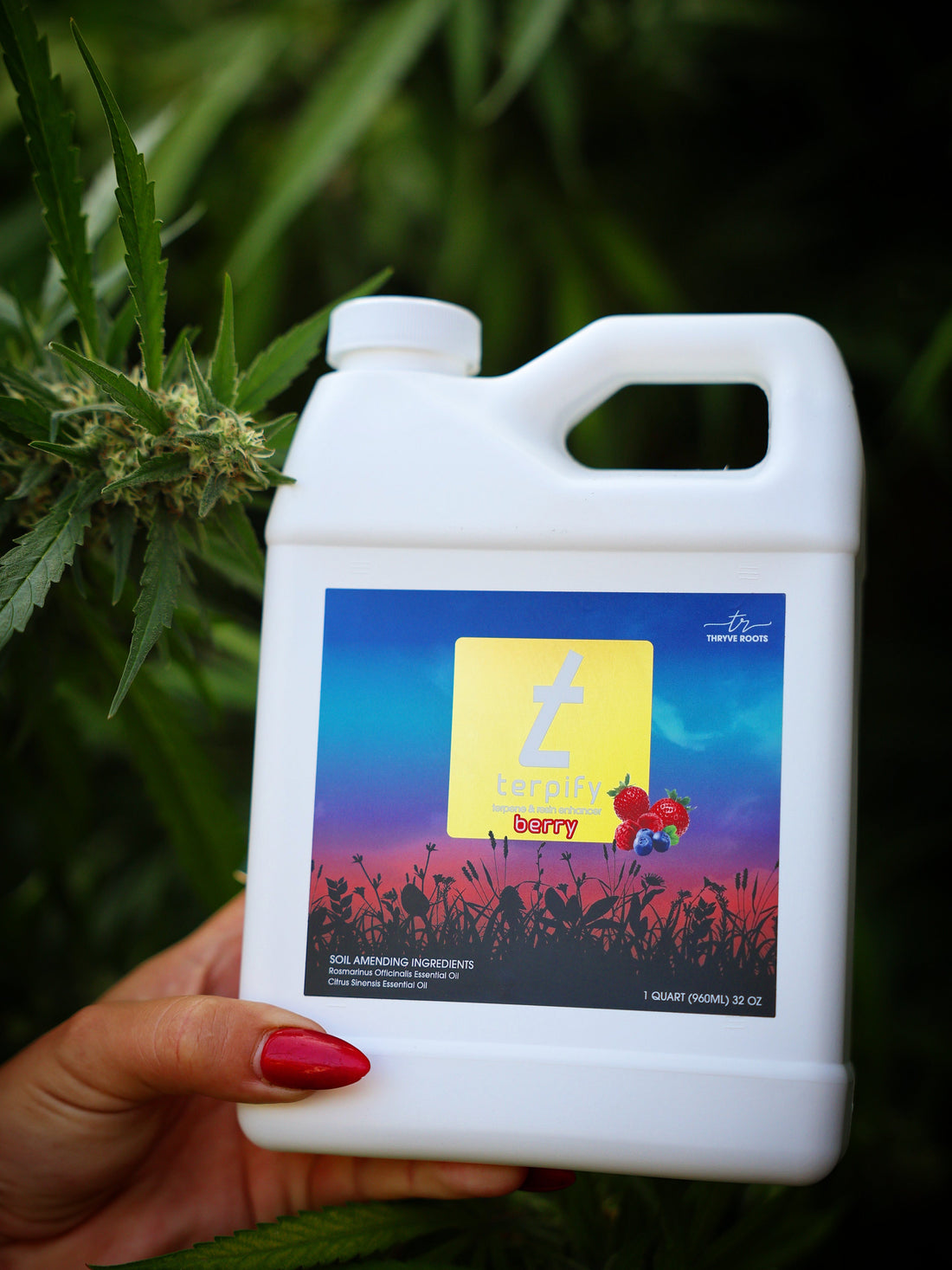 How-Terpify-Works-The-Plant-Biology-Behind-Better-Terpenes Ranchera Familia