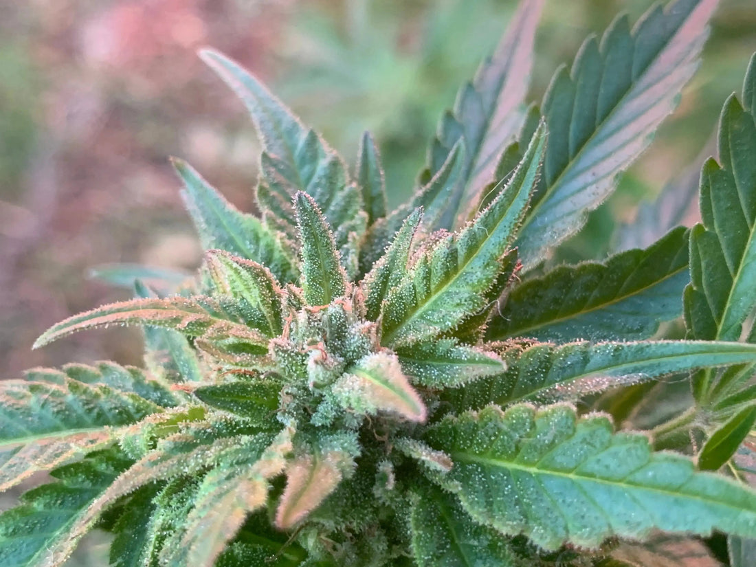 Get to Know Other Various Cannabinoids found in the Cannabis Varieties Ranchera Familia