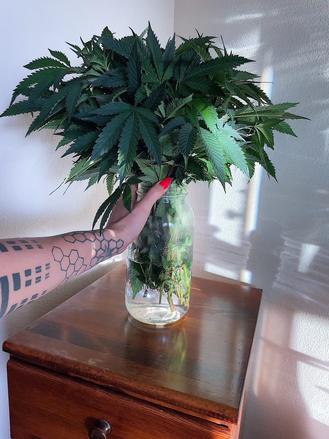 Hemp CBD Leaf Flower Clone Cutting Bouquet Fresh Organic Home Decorative Valentines Gift Holistic
