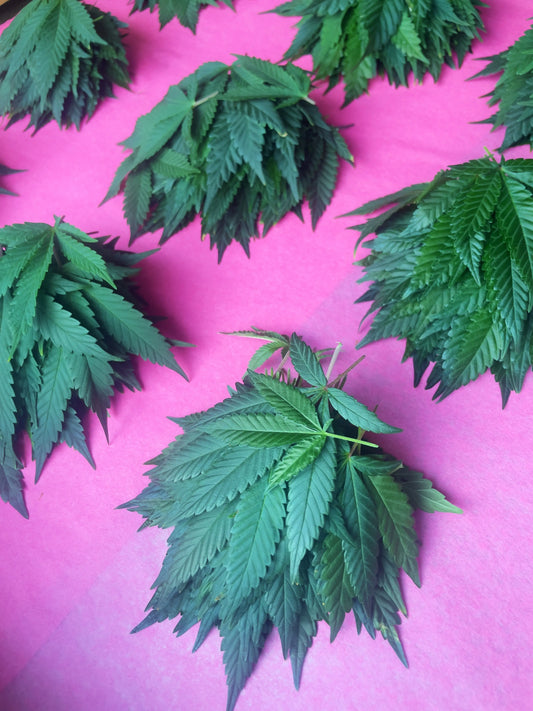 How To Store Fresh CBD Hemp Leaves Ranchera Familia