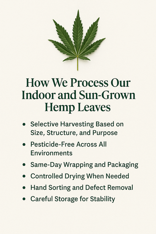 How-We-Process-Our-Indoor-and-Sun-Grown-Hemp-Leaves-From-Field-or-Grow-Room-to-Final-Packaging Ranchera Familia