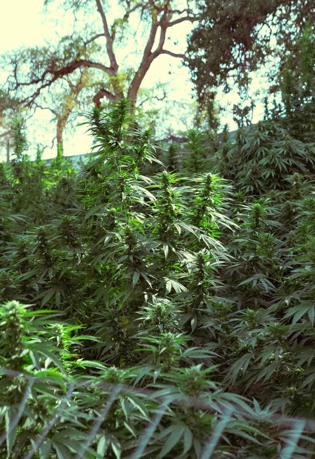 Life-on-the-Farm-What-the-Land-Teaches-Us Ranchera Familia