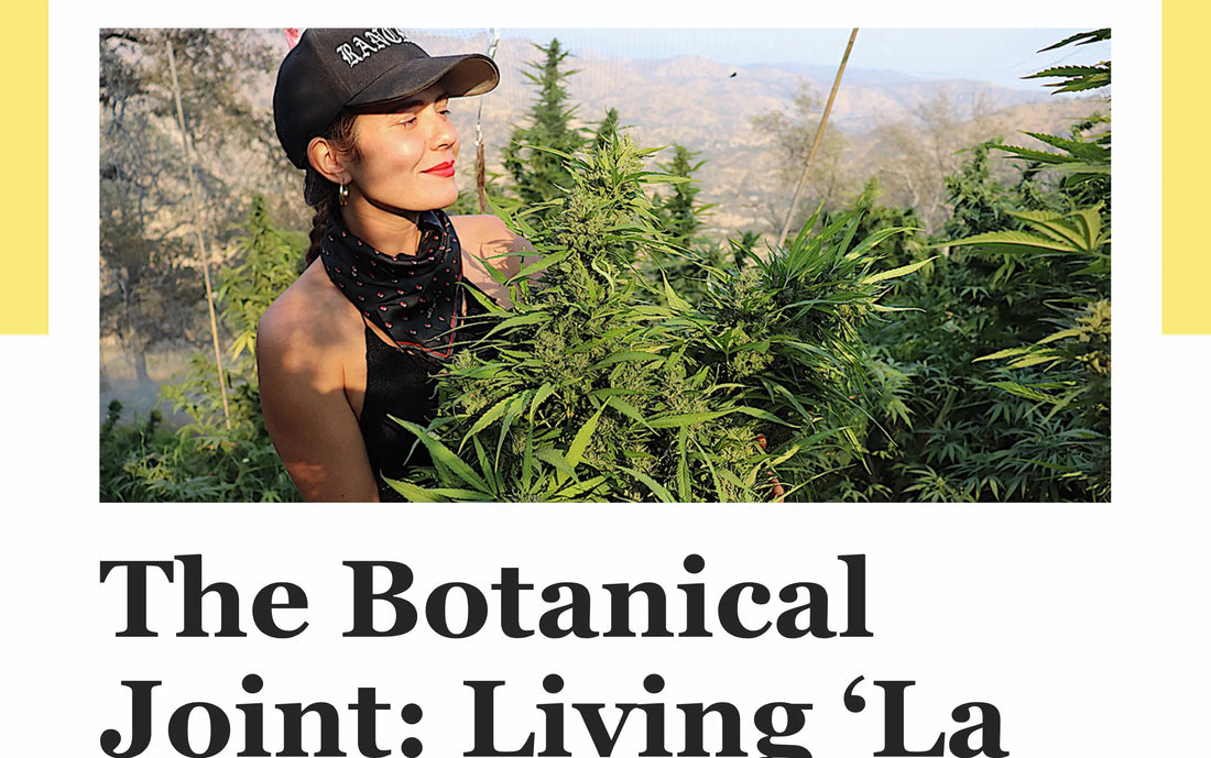 The Botanical Joint: Living ‘La Vida Ranchera’ On a Latina-Owned Hemp Farm Ranchera Familia