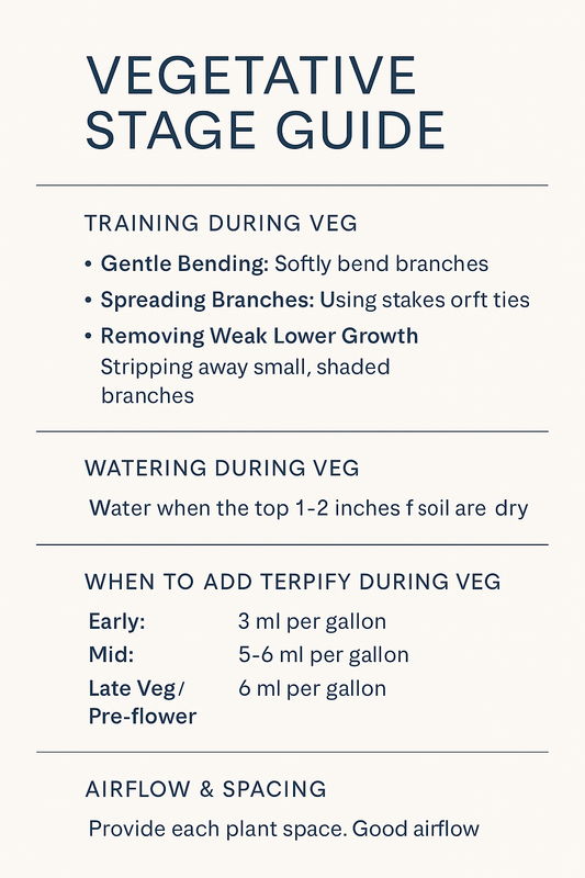 Vegetative Stage Guide With Terpify: Training, Watering & Building Strong Plants
