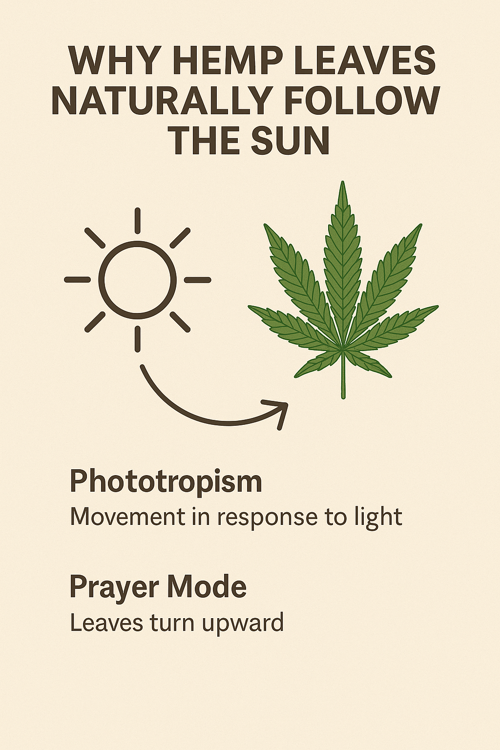 Why-Hemp-Leaves-Lift-Upward-Prayer-Mode Ranchera Familia