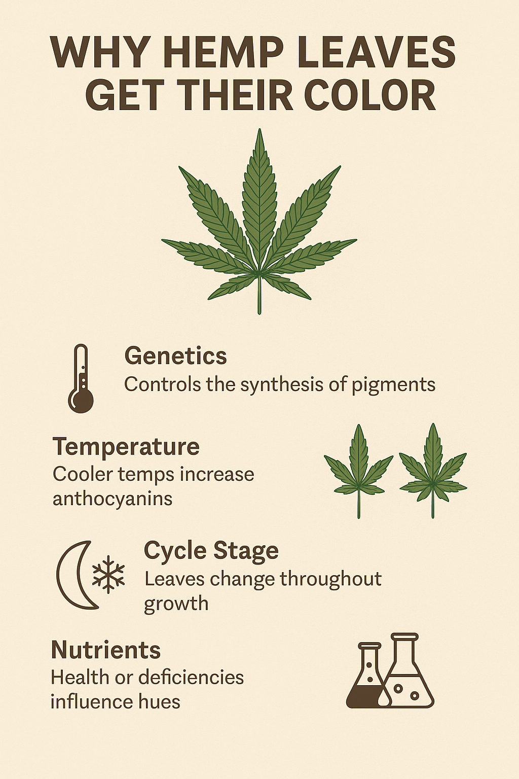 Why Hemp Leaves Develop Their Color – Ranchera Familia