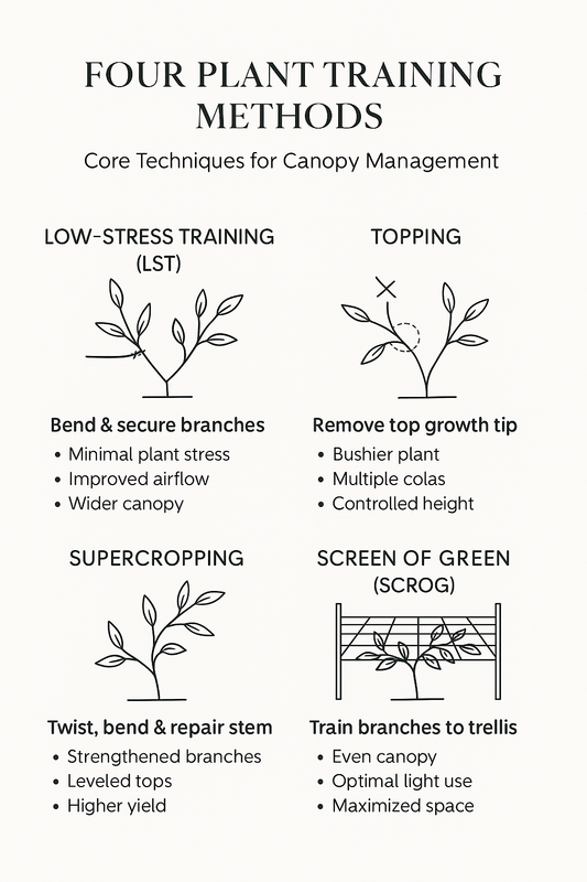 Understanding-Plant-Training-Four-Core-Methods-for-Building-a-Strong-Productive-Hemp-Canopy Ranchera Familia