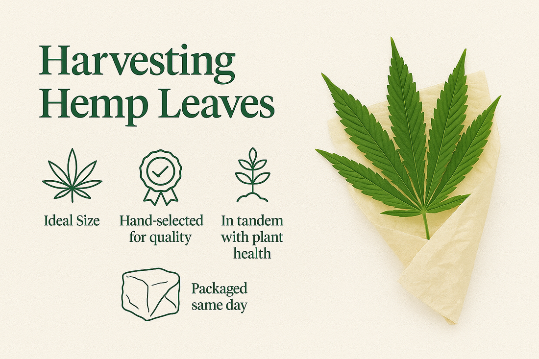 What-Makes-Our-Leaves-Unique-Sun-Raised-Indoor-Cultivated-Hand-Selected-and-Botanical-Grade Ranchera Familia