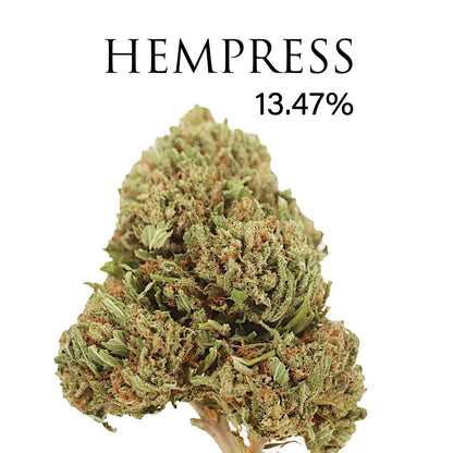Hempress (NEW) 13.647 % CBD Hemp Coalition Worldwide