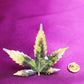 Alfiler Sombrero De Hoja - The Leaf Hat Pin Ranchera Familia