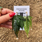 Aretes De Hoja - Canna Leaf Earrings(First Release is Sold Out) Ranchera Familia