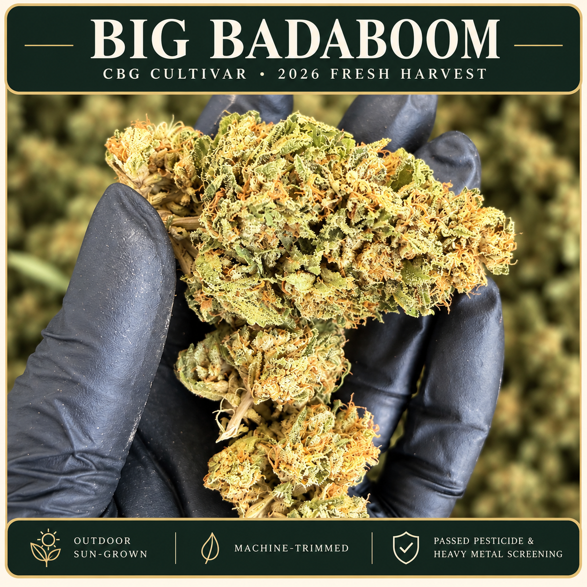 Big Badaboom — CBG Cultivar | 2026 Fresh Harvest Hemp Coalition Worldwide