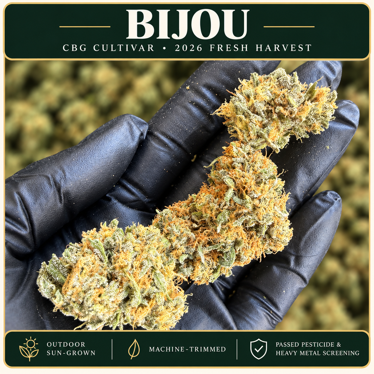 Bijou — CBG Cultivar | 2026 Fresh Harvest Hemp Coalition Worldwide