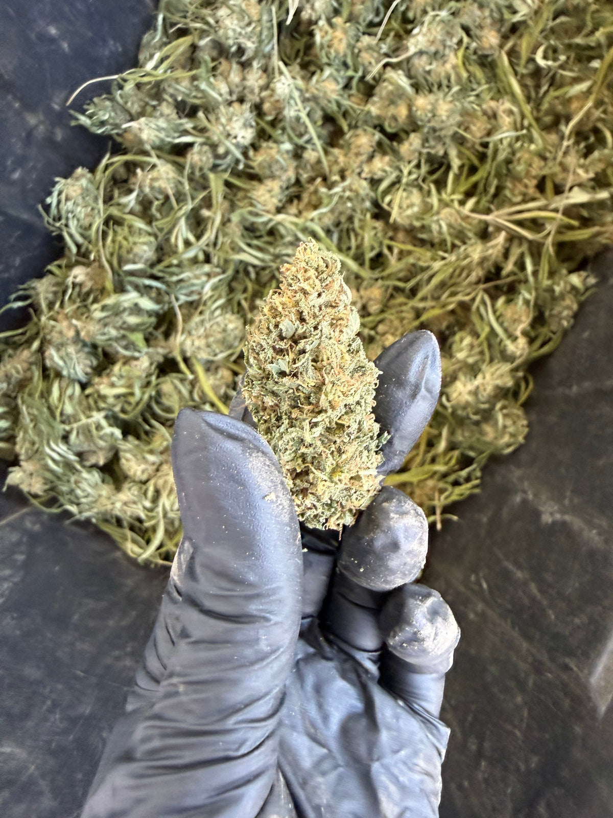 Hempress | 2026 Fresh Harvest Hemp Coalition Worldwide
