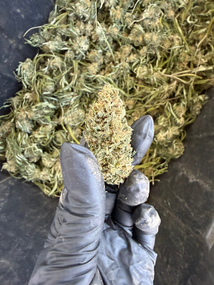 Hempress | 2026 Fresh Harvest Hemp Coalition Worldwide