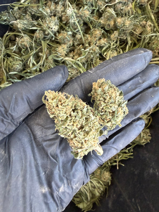 Hempress | 2026 Fresh Harvest Hemp Coalition Worldwide