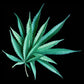FRESH CBD HEMP LEAVES The Botanical Joint