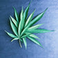 FRESH CBD HEMP LEAVES The Botanical Joint